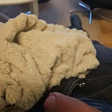 Puntadelteno online show from January 2026 08:01:01 PM