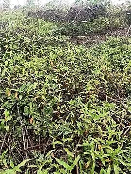 Snapshot of Sheela_Sex90 chatting on April 2026 04:02:02 AM Sheela Sex90 online show from April 2026 04:02:02 AM