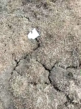 Tamilpaiyan07 online show from March 2026 10:53:02 AM