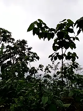 galaxy898 online show from March 2026 10:55:01 AM