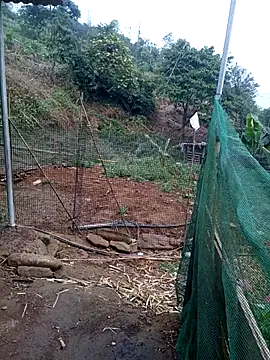 congchua977 online show from March 2026 11:53:02 PM