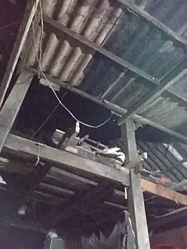 dakota-kis online show from March 2026 11:44:02 AM