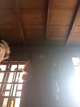 dakota-kis online show from March 2026 01:29:02 AM