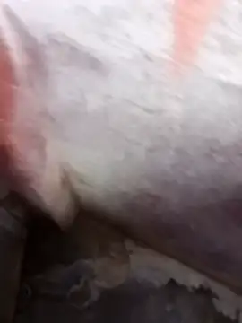 daksh  8 inche online show from April 2026 09:16:01 PM