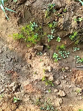 Snapshot of Alisha_beby143 chatting on January 2026 03:46:01 AM Alisha beby143 online show from January 2026 03:46:01 AM