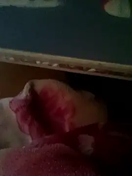 thich lo online show from January 2026 06:17:01 AM