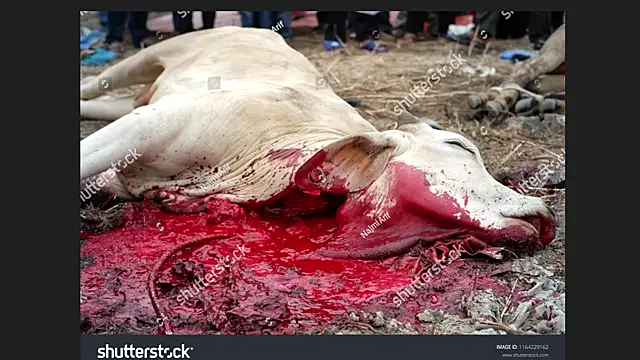 Clima muse online show from April 2026 01:42:01 AM