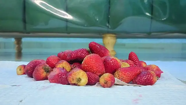 zarcasutra t online show from March 2026 12:51:02 PM