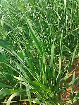 Kirti sexy online show from January 2026 09:23:02 AM