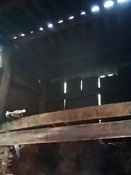 miray- online show from March 2026 10:31:01 AM