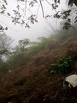 cdyyds-69 online show from January 2026 01:53:02 AM