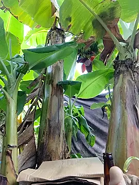 Hivi 09 online show from April 2026 12:25:01 AM