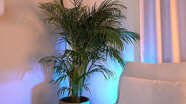 Tinydoll XO online show from February 2026 03:32:01 PM