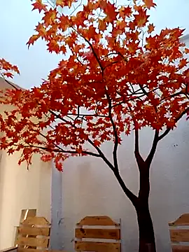 Dante Knox online show from February 2026 11:54:01 AM