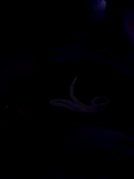 80julien online show from February 2026 02:28:01 PM