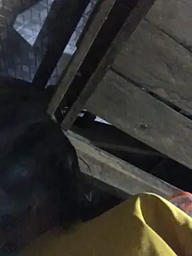 sun-shii online show from March 2026 11:28:02 PM