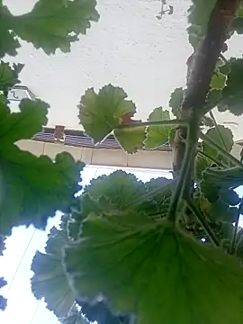 dicklife3485 online show from April 2026 08:43:01 AM