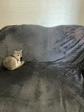 Snapshot of AlisRoxy chatting on February 2026 06:16:01 AM AlisRoxy online show from February 2026 06:16:01 AM