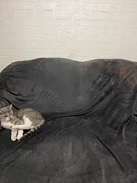 Snapshot of AlisRoxy chatting on February 2026 09:25:02 PM AlisRoxy online show from February 2026 09:25:02 PM