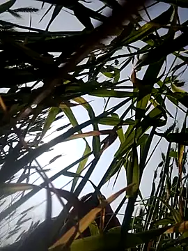 Juli rathore online show from February 2026 05:09:01 AM