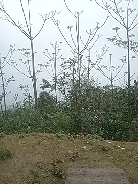 cutebobi online show from March 2026 03:29:01 AM