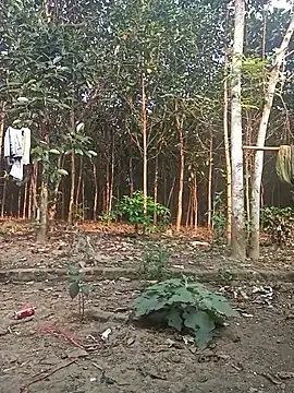 Nuna 689 online show from March 2026 09:22:01 AM