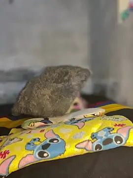 Iam AlexandraRey online show from February 2026 07:13:01 AM