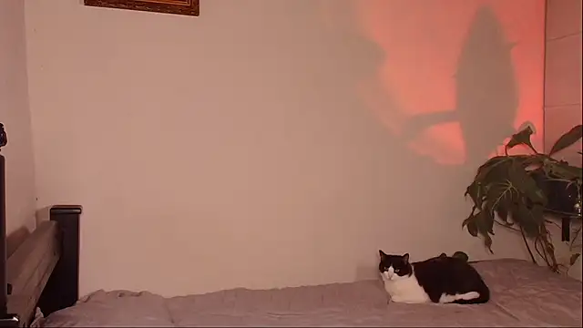 slowburnmystic online show from March 2026 04:03:01 AM