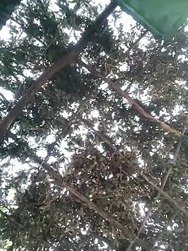 bhavna pandit online show from April 2026 12:25:02 AM