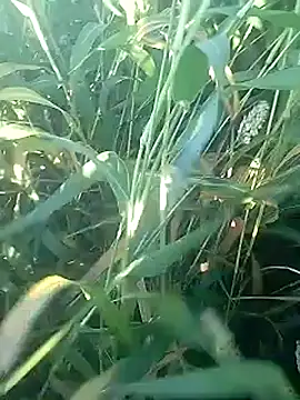 Snapshot of Cute_Boy_4 chatting on February 2026 02:45:02 AM Cute Boy 4 online show from February 2026 02:45:02 AM