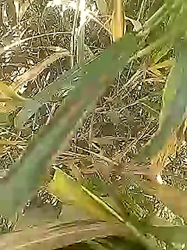 Snapshot of Cute_Boy_4 chatting on March 2026 05:18:02 AM Cute Boy 4 online show from March 2026 05:18:02 AM