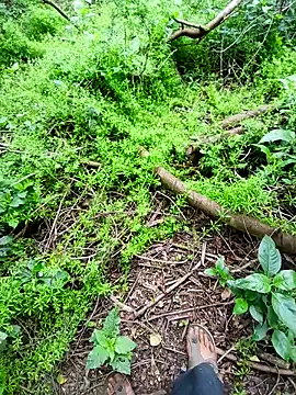 Sharmasamba online show from April 2026 04:41:02 AM