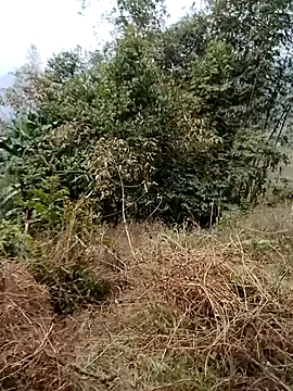 sushi-asa online show from February 2026 01:50:01 AM