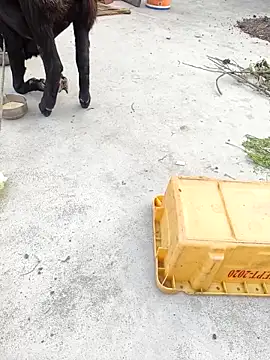 rubitrides11 online show from February 2026 11:29:02 AM