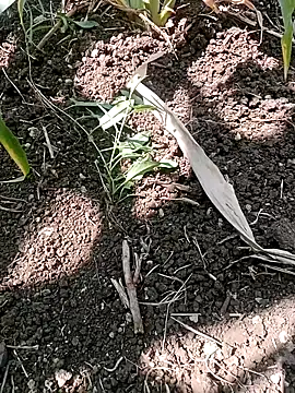 ashwiniraj567 online show from February 2026 06:35:02 AM