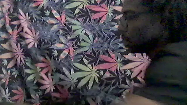 libraxxxstudios online show from May 2026 11:21:02 AM