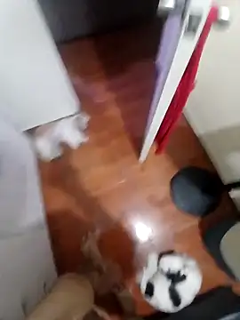 Taboada20 online show from April 2026 10:39:01 AM