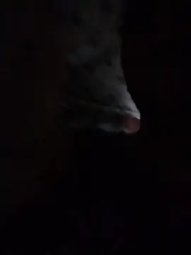 May Bombs online show from February 2026 10:49:02 PM