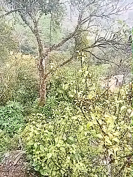 Luminana online show from March 2026 12:50:02 AM