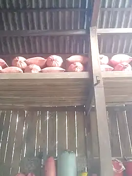 Linka998 online show from March 2026 06:31:02 AM