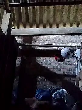 Linka998 online show from March 2026 02:01:01 AM