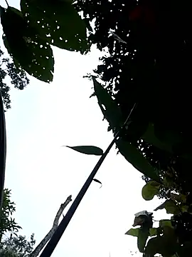 Linka998 online show from April 2026 11:11:01 PM