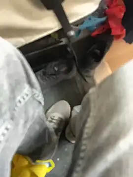 stallone italiano 62 online show from March 2026 02:54:02 PM