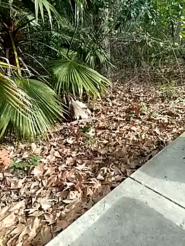 Snapshot of exhibitionistmale chatting on February 2026 06:28:01 PM exhibitionistmale online show from February 2026 06:28:01 PM