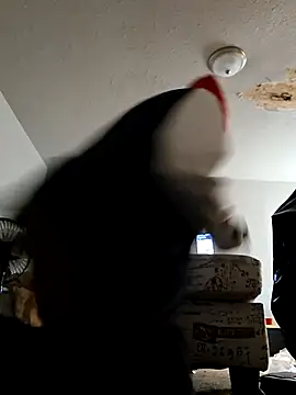 stressrliver88 online show from February 2026 02:51:01 PM