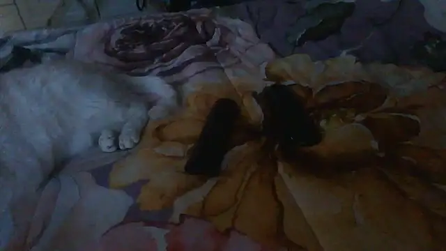 luanahot1 online show from March 2026 07:43:02 AM