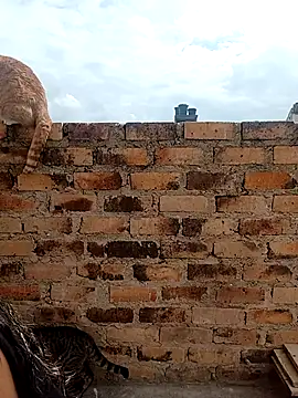 kiki milu online show from March 2026 01:47:01 PM