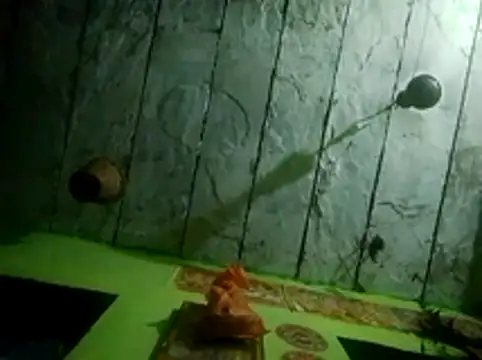 wifedesi7050 online show from March 2026 12:44:02 AM