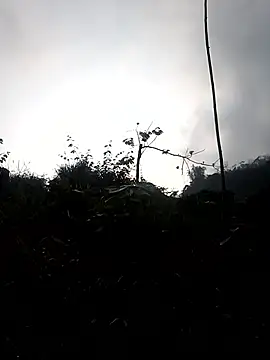 elen8800 online show from March 2026 01:12:02 AM