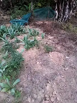 zanh99 online show from April 2026 11:22:02 AM